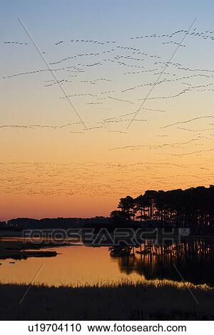 snow goose chen sunset sundown dusk nightfall View Large Photo Image Stock Image - snow goose chen sunset sundown dusk nightfall. Fotosearch
