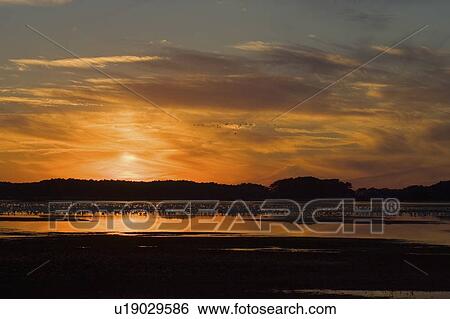 snow goose chen sunset sundown dusk nightfall View Large Photo Image Stock Photograph - snow goose chen sunset sundown dusk nightfall. Fotosearch