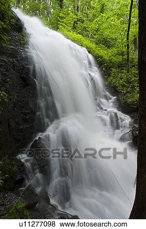 spring ephemeral falls mm 2 shenandoah national View Large Photo Image Stock Photo - spring ephemeral falls mm 2 shenandoah national . Fotosearch