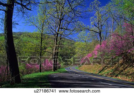 spring redbud trees cercis canadensis in bloom View Large Photo Image Stock Image - spring redbud trees cercis canadensis in bloom . Fotosearch