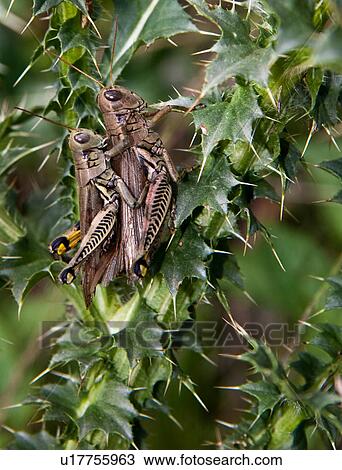 Stock Image -  summer melanoplus clear brook virginia north . Fotosearch