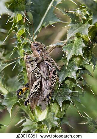 Stock Image -  summer melanoplus clear brook virginia north . Fotosearch