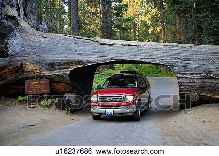 summer tunnel log ca california sequoia national View Large Photo Image Stock Photograph - summer tunnel log ca california sequoia national . Fotosearch