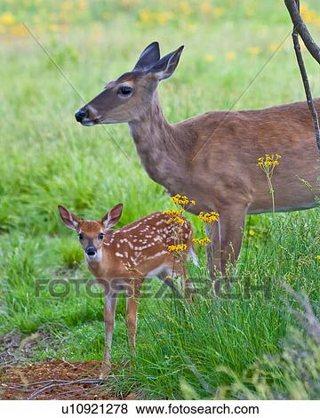 summer whitetail deer odocoileus va virginia big View Large Photo Image Stock Photo - summer whitetail deer odocoileus va virginia big . Fotosearch