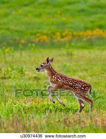 Stock Photograph -  summer whitetail deer odocoileus va virginia big . Fotosearch