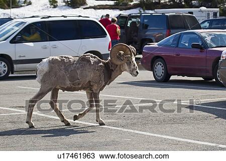 sun bighorn sheep going road logan pass north sun View Large Photo Image Stock Image - sun bighorn sheep going road logan pass north sun. Fotosearch