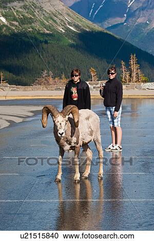 sun bighorn sheep going road logan pass north sun View Large Photo Image Stock Image - sun bighorn sheep going road logan pass north sun. Fotosearch
