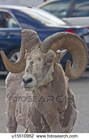sun bighorn sheep ovis canadensis going road sun View Large Photo Image Stock Image - sun bighorn sheep ovis canadensis going road sun. Fotosearch
