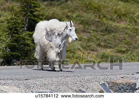 sun mountain goat oreamnos americanus going road View Large Photo Image Stock Image - sun mountain goat oreamnos americanus going road . Fotosearch