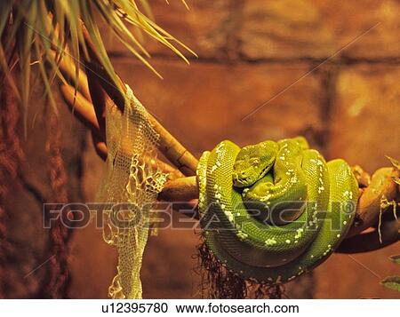 Stock Image -  tree design green python morelia viridis luray . Fotosearch