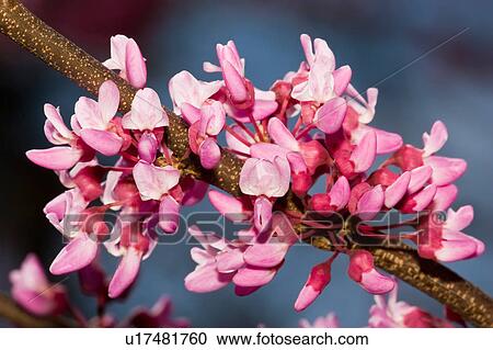 tree design spring redbud cersis canadensis tree View Large Photo Image Stock Image - tree design spring redbud cersis canadensis tree . Fotosearch