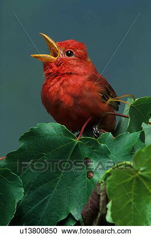 tree design summer spring tanager rubra View Large Photo Image Stock Image - tree design summer spring tanager rubra . Fotosearch
