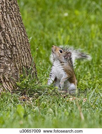 tree gray squirrel sciurus clear brook virginia View Large Photo Image Stock Photo - tree gray squirrel sciurus clear brook virginia . Fotosearch