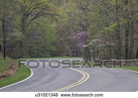 tree spring eastern redbud cercis canadensis tree View Large Photo Image Stock Photo - tree spring eastern redbud cercis canadensis tree . Fotosearch