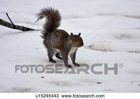 Stock Image -  tree winter gray squirrel sciurus clear brook . Fotosearch