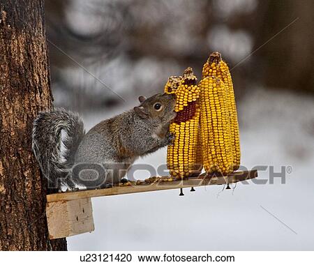 Stock Image -  tree winter gray squirrel sciurus clear brook . Fotosearch