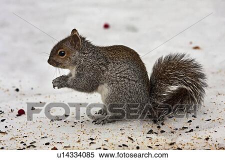 tree winter gray squirrel sciurus clear brook va View Large Photo Image Stock Photography - tree winter gray squirrel sciurus clear brook va . Fotosearch