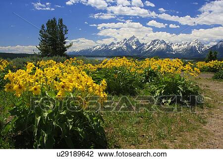 Stock Image -  tree wyoming grand teton national park range tree. Fotosearch