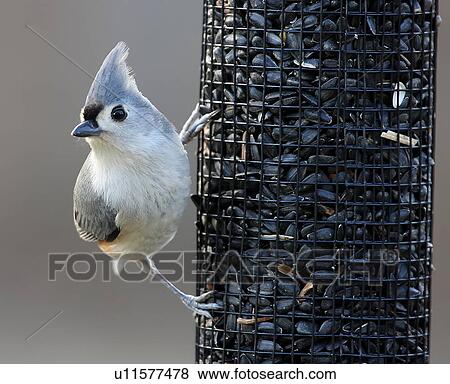 Stock Photo -  tufted titmouse baeolophus bicolor va animals . Fotosearch