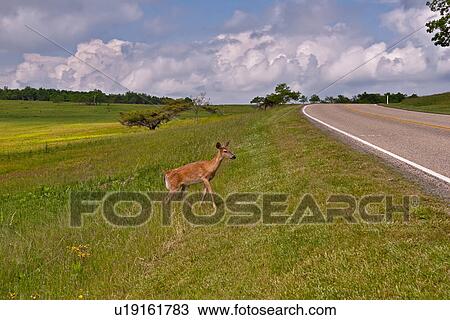 Stock Image -  va virginia shenandoah national park big meadows. Fotosearch