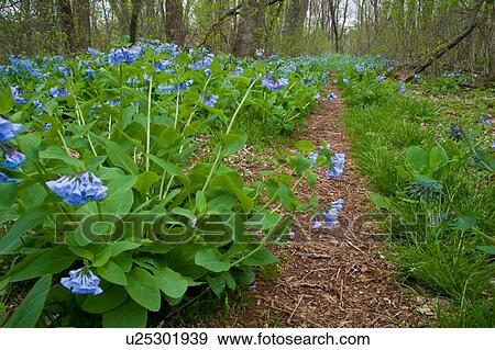 virginia bluebells cowslip mertensia virginica View Large Photo Image Stock Photo - virginia bluebells cowslip mertensia virginica. Fotosearch