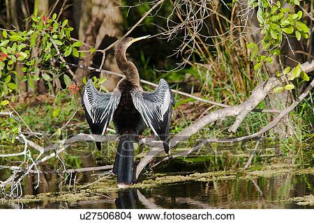 water anhinga north america united states us usa View Large Photo Image Picture - water anhinga north america united states us usa . Fotosearch