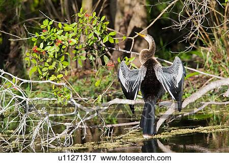 Stock Photo -  water anhinga north america united states us usa . Fotosearch