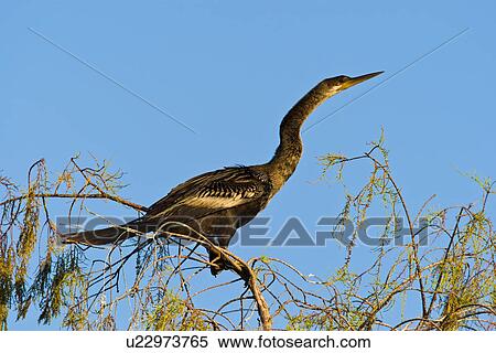 water anhinga north america united states us usa View Large Photo Image Stock Photography - water anhinga north america united states us usa . Fotosearch