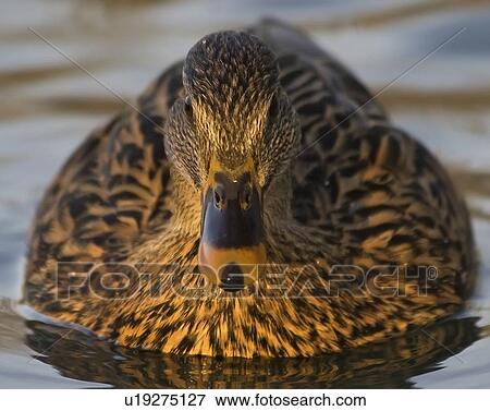 Stock Photo -  water design sun mallard anas north america va . Fotosearch