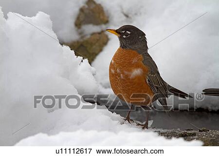 water design winter american robin turdus park View Large Photo Image Stock Photo - water design winter american robin turdus park . Fotosearch