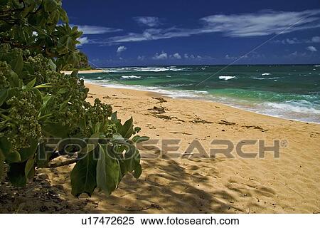 water nature hawaii scenery ocean sea pacific View Large Photo Image Stock Photography - water nature hawaii scenery ocean sea pacific . Fotosearch