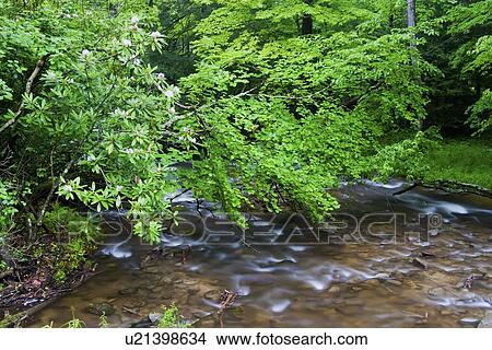 water vegetation pond great smoky mountain park View Large Photo Image Picture - water vegetation pond great smoky mountain park . Fotosearch