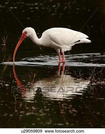 white ibis eudocimus albus bodie island hatteras View Large Photo Image Stock Photo - white ibis eudocimus albus bodie island hatteras. Fotosearch