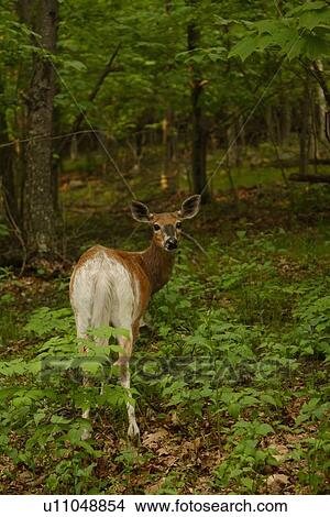 whitetail deer odocoileus leucistic piebald park View Large Photo Image Picture - whitetail deer odocoileus leucistic piebald park. Fotosearch