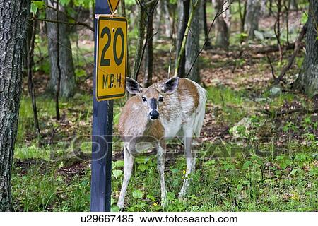 Stock Photography -  whitetail deer odocoileus leucistic piebald park. Fotosearch