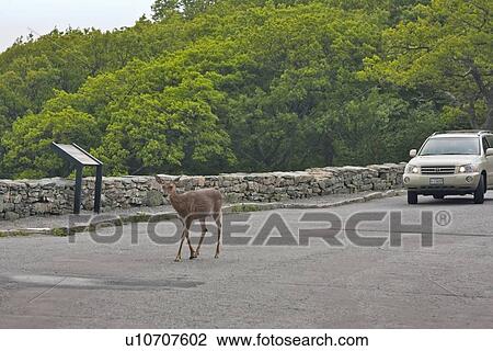 Stock Image -  whitetail deer odocoileus shenandoah national. Fotosearch