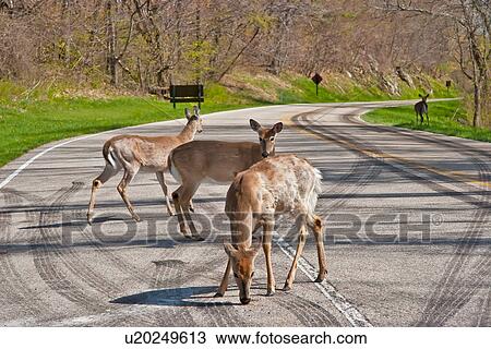 whitetail deer odocoileus shenandoah national View Large Photo Image Stock Image - whitetail deer odocoileus shenandoah national. Fotosearch