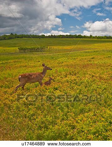 whitetail deer odocoileus shenandoah national View Large Photo Image Stock Photo - whitetail deer odocoileus shenandoah national. Fotosearch