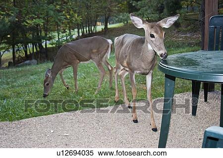 whitetail deer odocoileus shenandoah national View Large Photo Image Stock Photography - whitetail deer odocoileus shenandoah national. Fotosearch