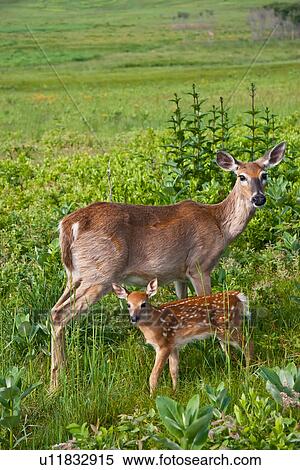 whitetail deer odocoileus va virginia shenandoah View Large Photo Image Stock Photography - whitetail deer odocoileus va virginia shenandoah. Fotosearch