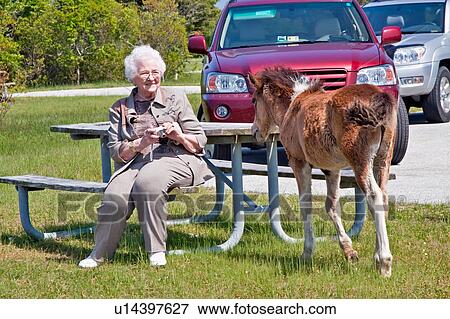woman tree celderly female feeding deer pony md View Large Photo Image Stock Photo - woman tree celderly female feeding deer pony md . Fotosearch
