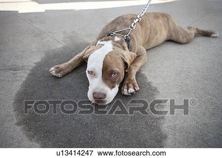 Stock Photo - Bored dog lying on sidewalk. Fotosearch