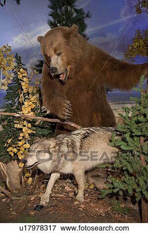 Brown bear attacking at coyote View Large Photo Image Stock Photo - Brown bear attacking at coyote. Fotosearch