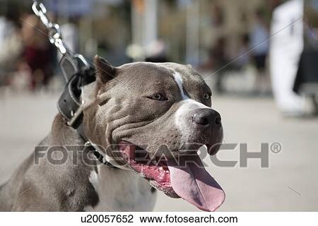 Stock Image - Close-up of a dog panting. Fotosearch