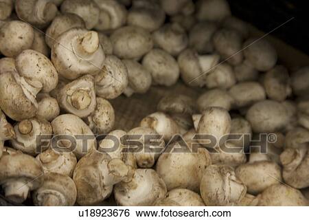 Stock Photograph - Close-up of button mushrooms in grocery store. Fotosearch