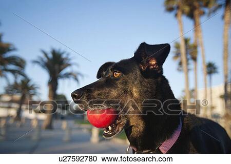 Stock Image - Close-up of Mutt dog with ball in mouth. Fotosearch