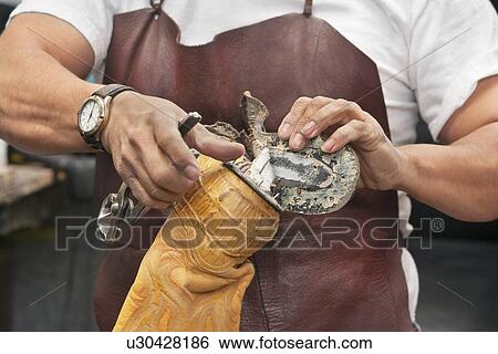 Stock Photograph - Cropped image of skilled shoemaker removing sole from boot. Fotosearch