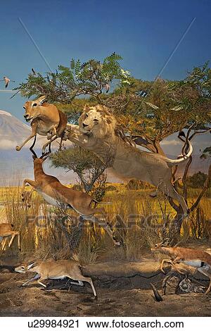 Stock Image - Exhibition of lion attacking at deer in museum. Fotosearch