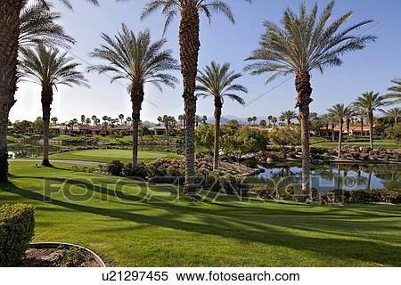 Palm trees in lawn of mansion View Large Photo Image Stock Photography - Palm trees in lawn of mansion. Fotosearch