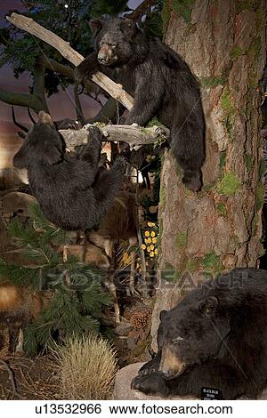 Stock Photograph - Taxidermy of black bears in museum. Fotosearch